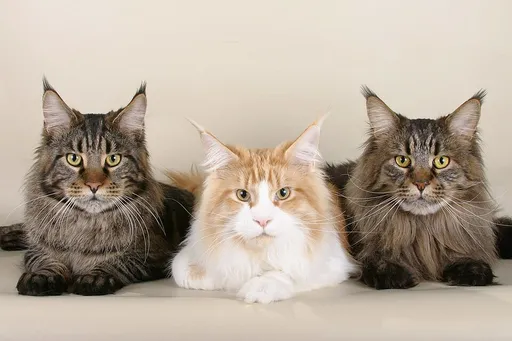 Maine coon