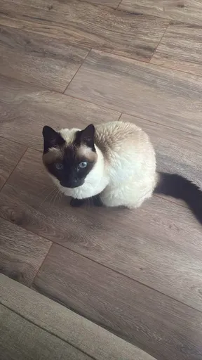 Siamese