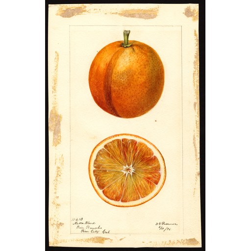 Blood orange